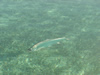 Cuba Tarpon 2